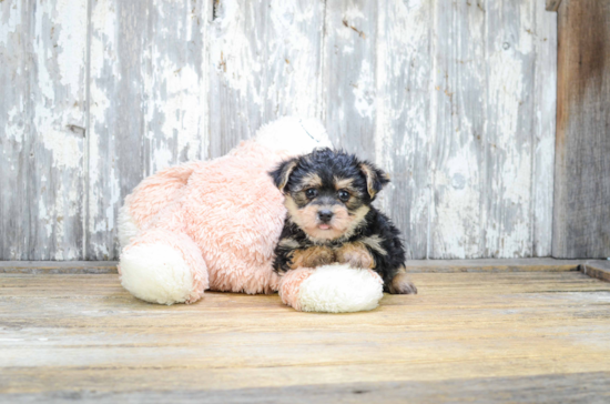 Small Morkie Baby