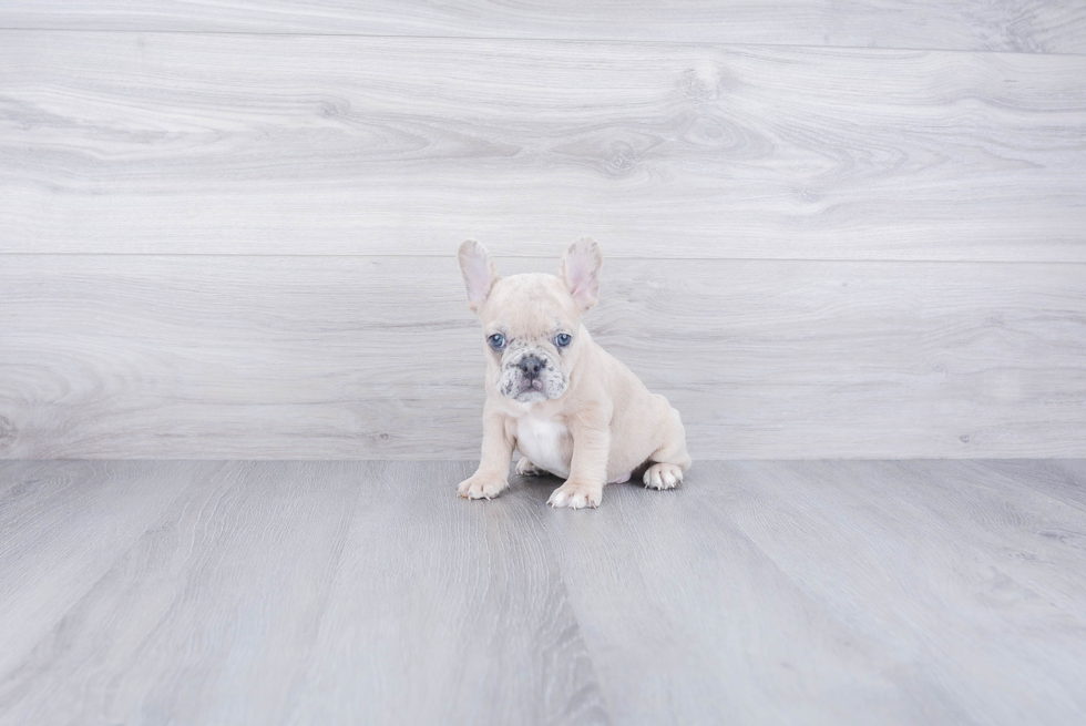 Popular French Bulldog Baby