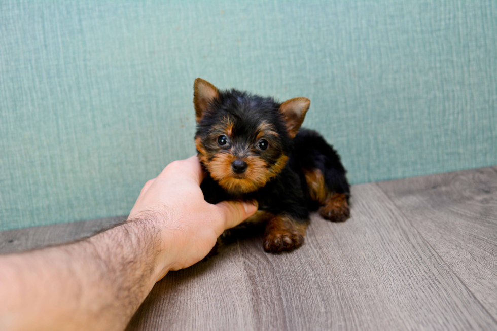 Meet Tinkerbell - our Yorkshire Terrier Puppy Photo 