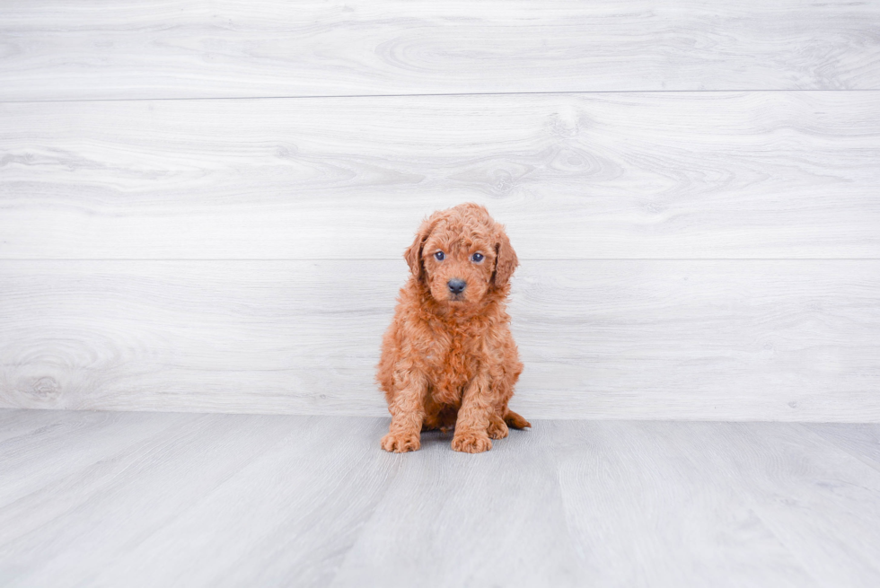 Hypoallergenic Golden Retriever Poodle Mix Puppy