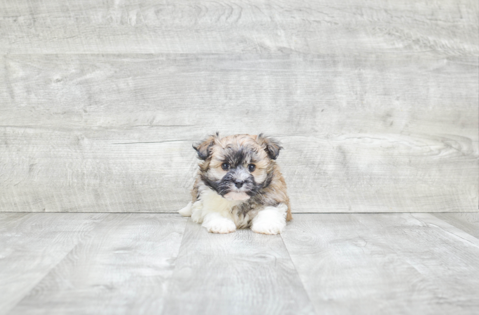 Little Havanese Baby