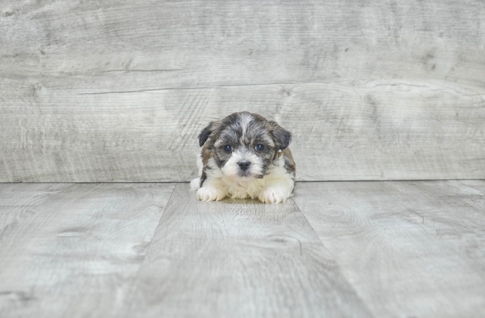 Teddy Bear Puppy for Adoption