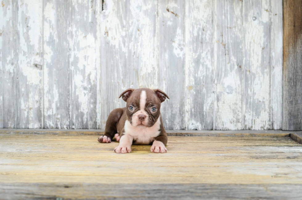 Boston Terrier Puppy for Adoption