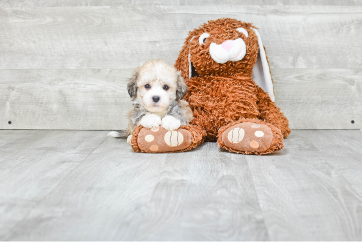 Best Havanese Baby