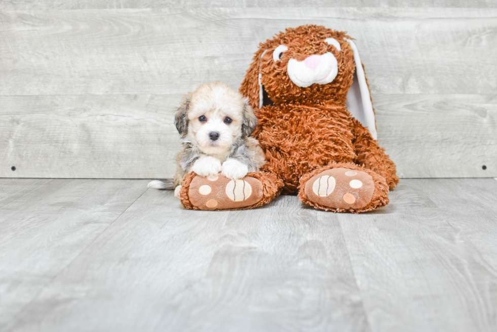 Best Havanese Baby