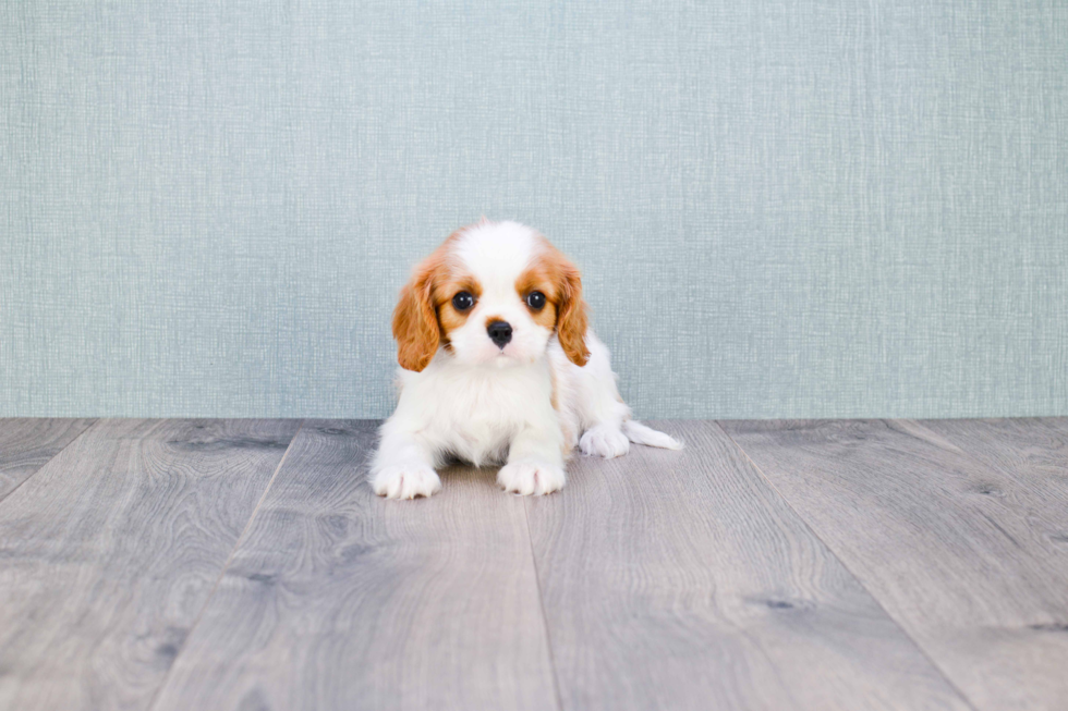 Friendly Cavalier King Charles Spaniel Baby