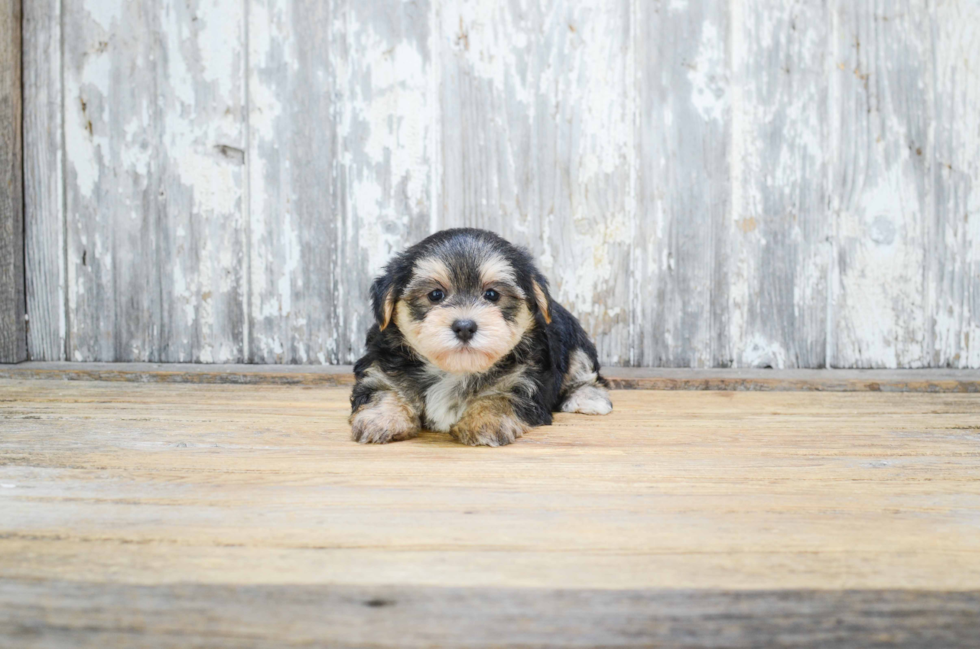 Energetic Yorkie Designer Puppy