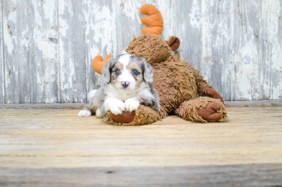 Mini Aussiedoodle Pup Being Cute