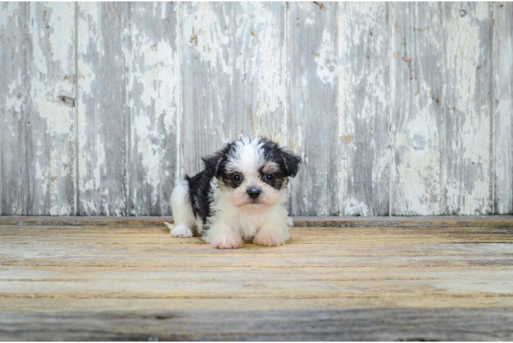 Hypoallergenic Yorkie Designer Puppy