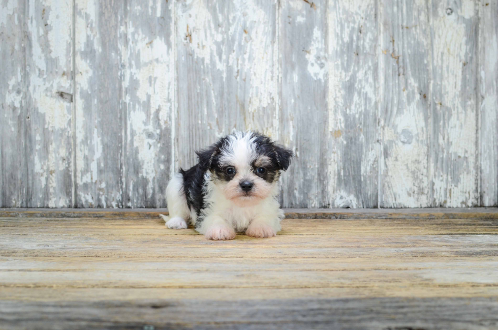 Hypoallergenic Yorkie Designer Puppy