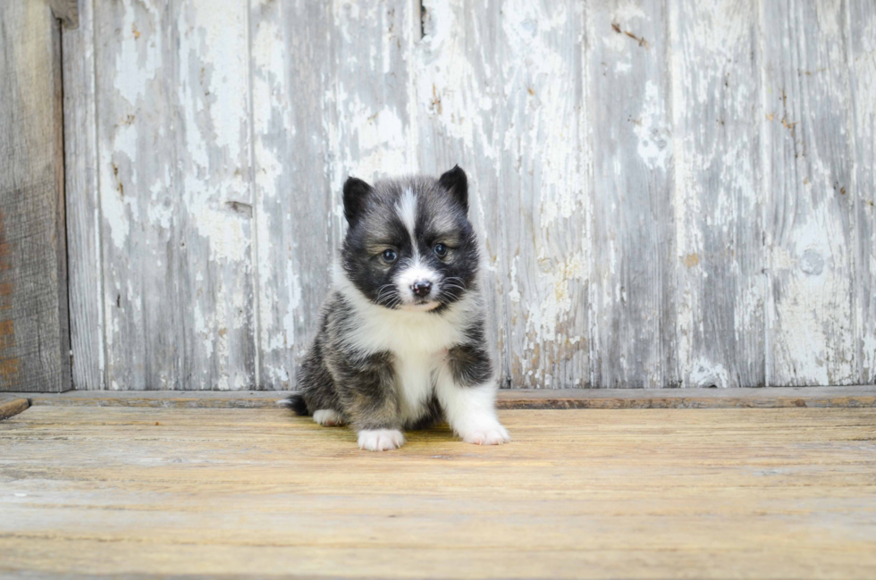 Best Pomsky Baby