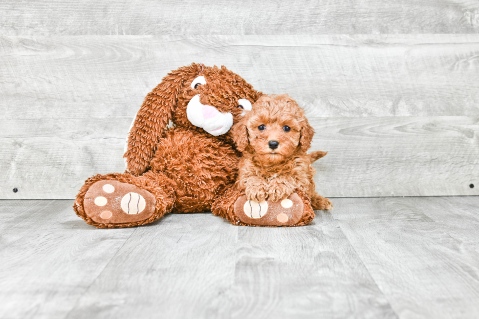 Cavapoo Pup Being Cute