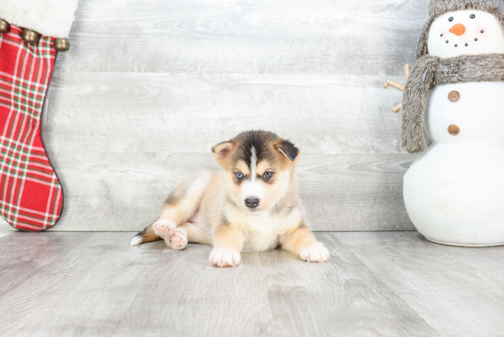 Sweet Pomsky Baby