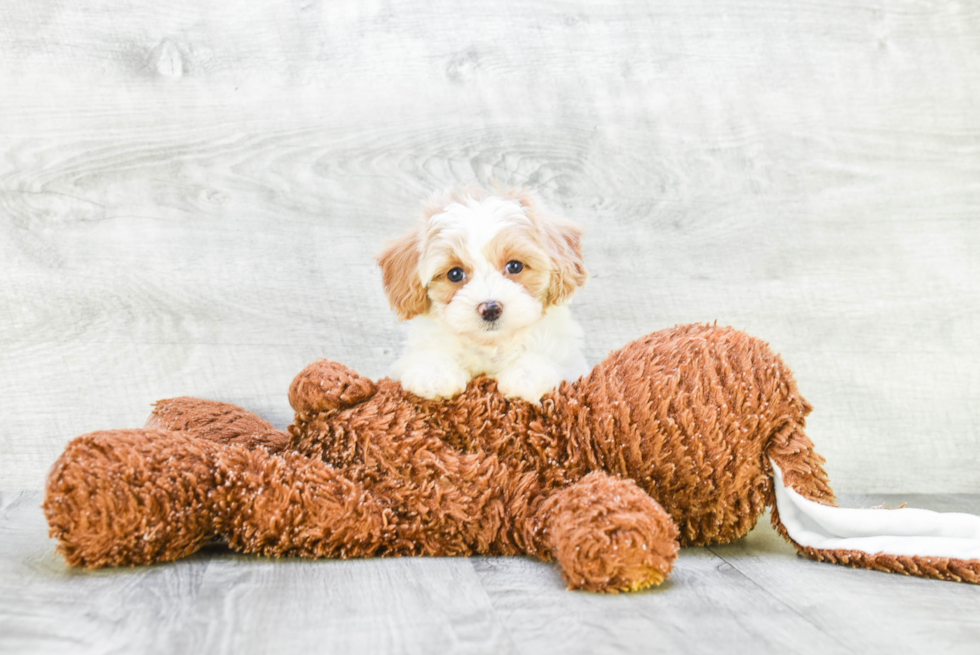 Cavapoo Pup Being Cute