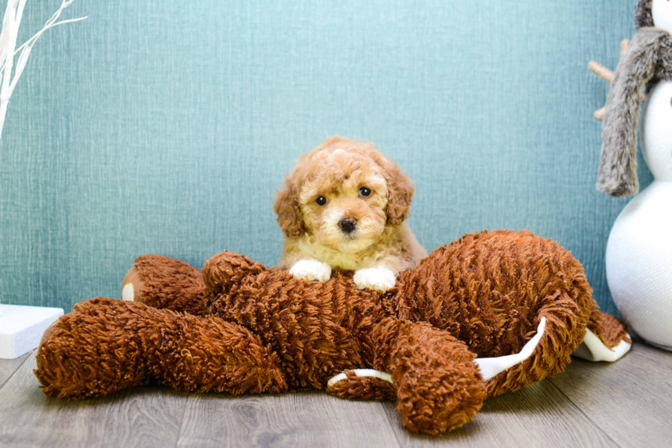 Best Cavapoo Baby