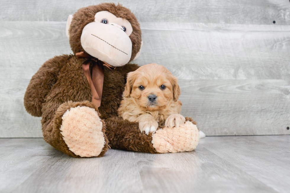 Energetic Cavoodle Poodle Mix Puppy