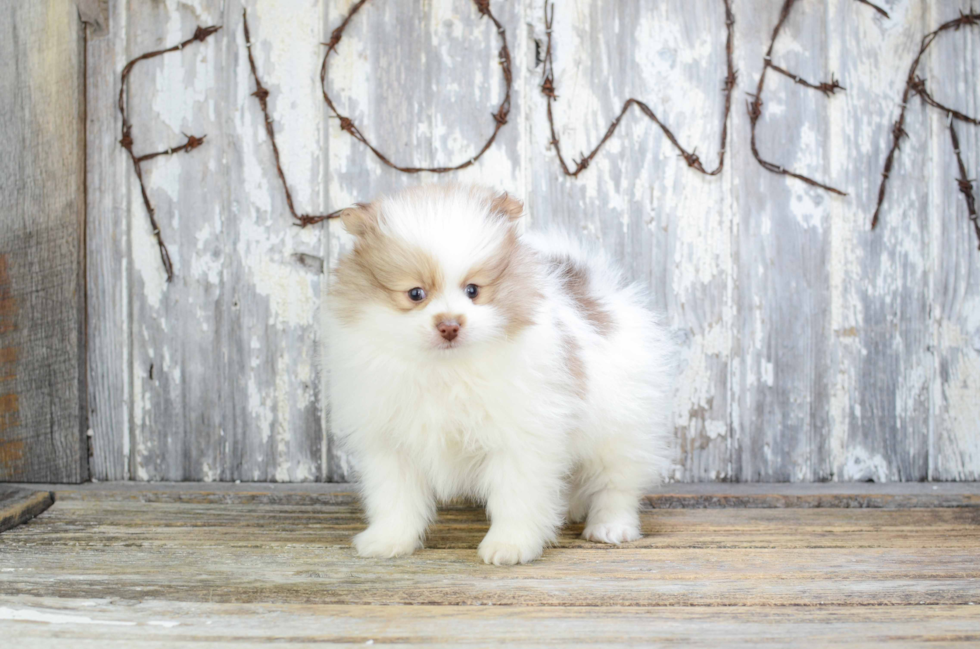 Little Pomeranian Purebred Pup