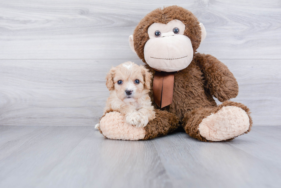 Friendly Cavachon Baby