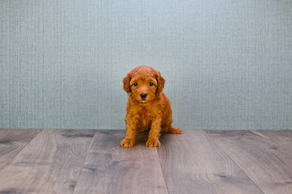 Playful Golden Retriever Poodle Mix Puppy