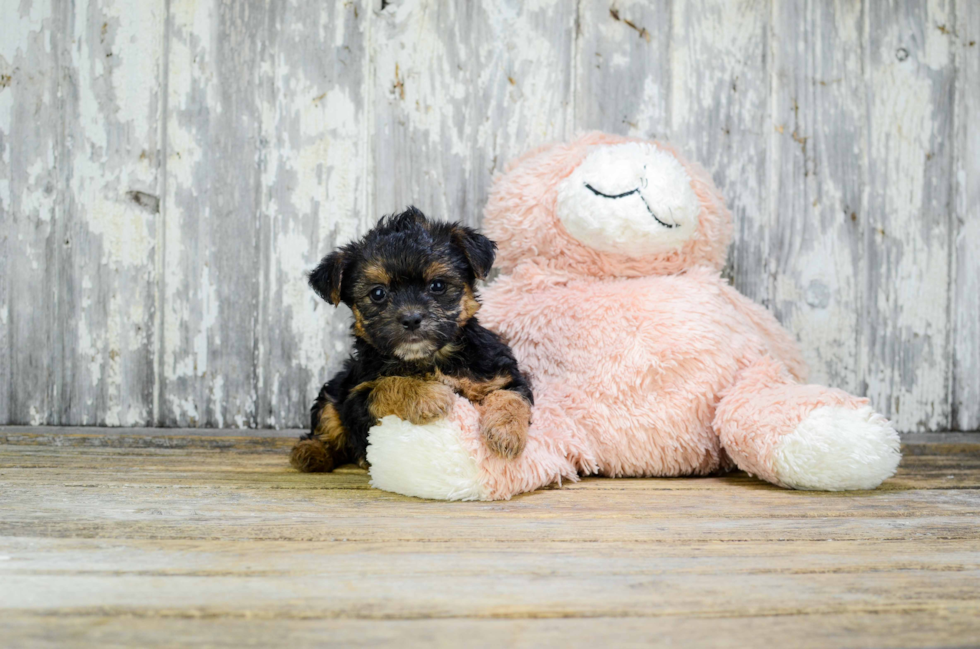 Petite Yorkie Poo Poodle Mix Pup