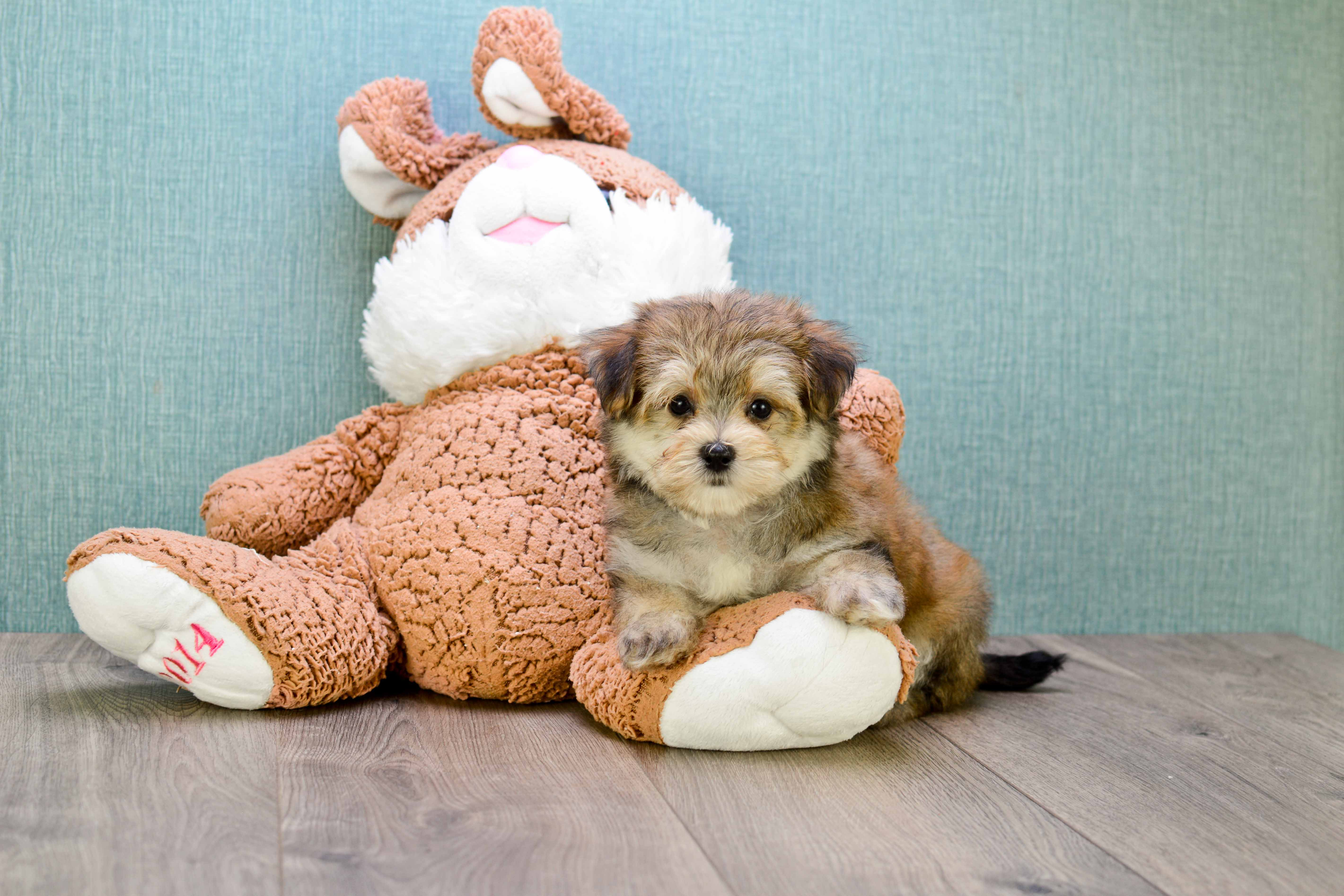 Morkie Pup Being Cute