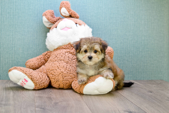 Morkie Pup Being Cute