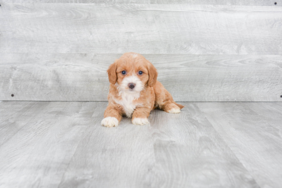 Energetic Golden Retriever Poodle Mix Puppy