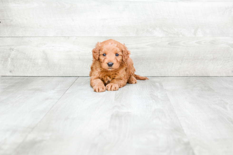 Friendly Mini Goldendoodle Baby