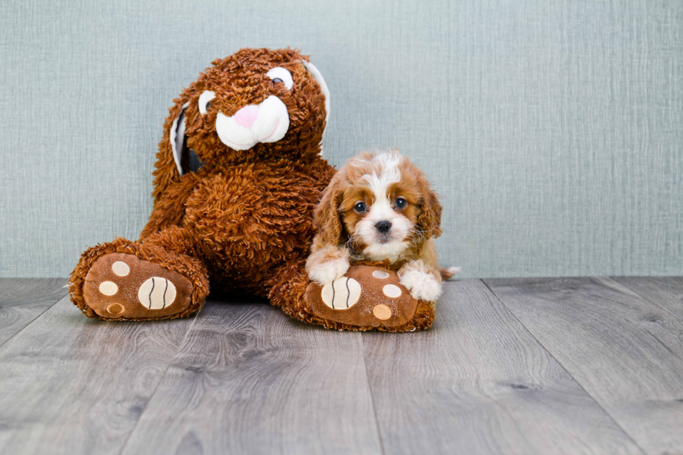 Cavapoo Pup Being Cute