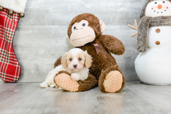 Cavachon Puppy for Adoption