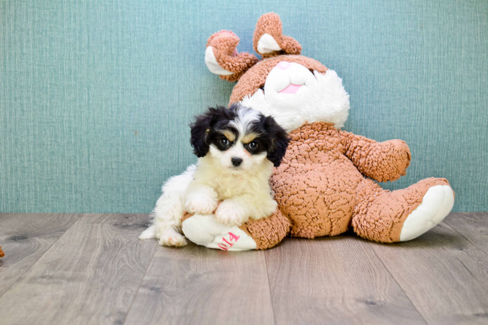 Cavachon Puppy for Adoption