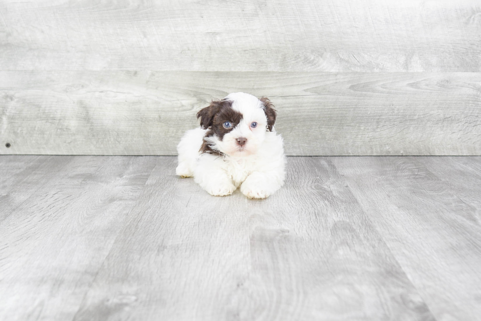 Funny Havanese Baby