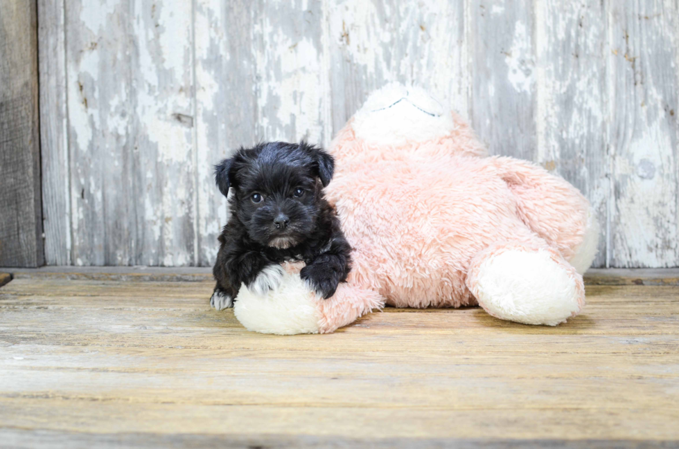 Morkie Puppy for Adoption