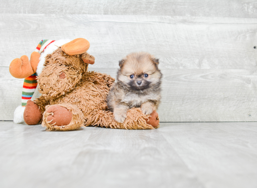 Funny Pomeranian Purebred Pup