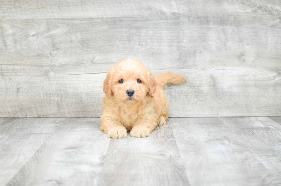 Best Mini Goldendoodle Baby