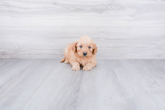 Mini Goldendoodle Pup Being Cute