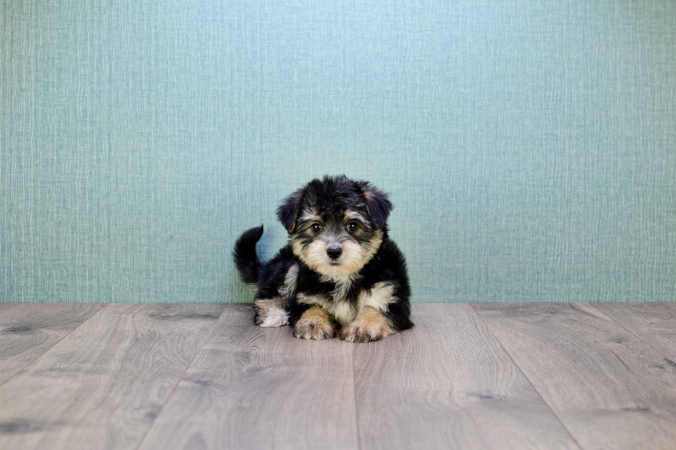 Small Morkie Baby