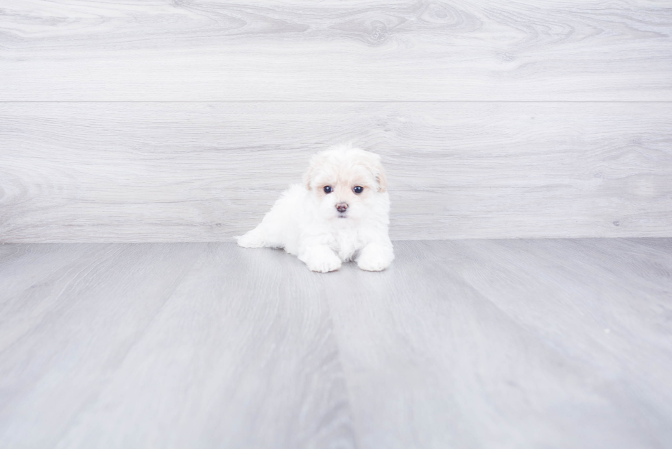 Maltipoo Puppy for Adoption