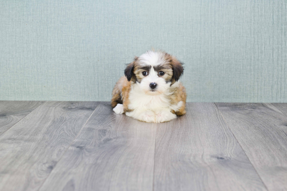 Small Havanese Purebred Pup