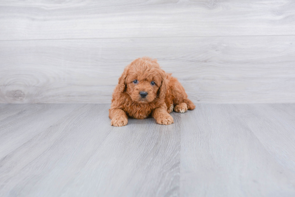 Mini Goldendoodle Pup Being Cute