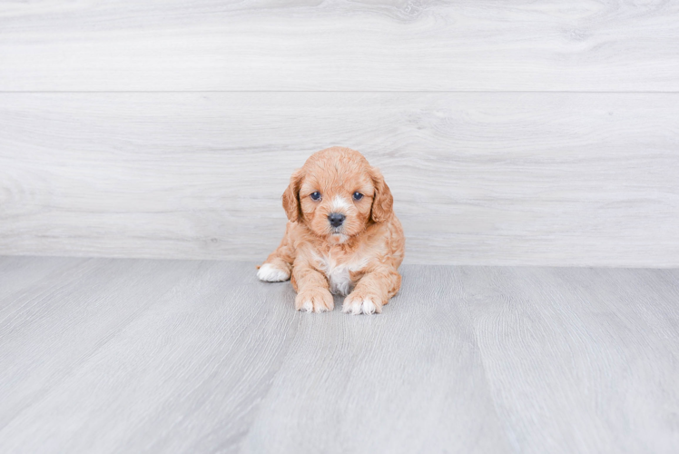 Petite Cavapoo Poodle Mix Pup