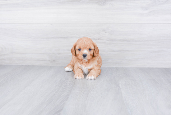 Petite Cavapoo Poodle Mix Pup