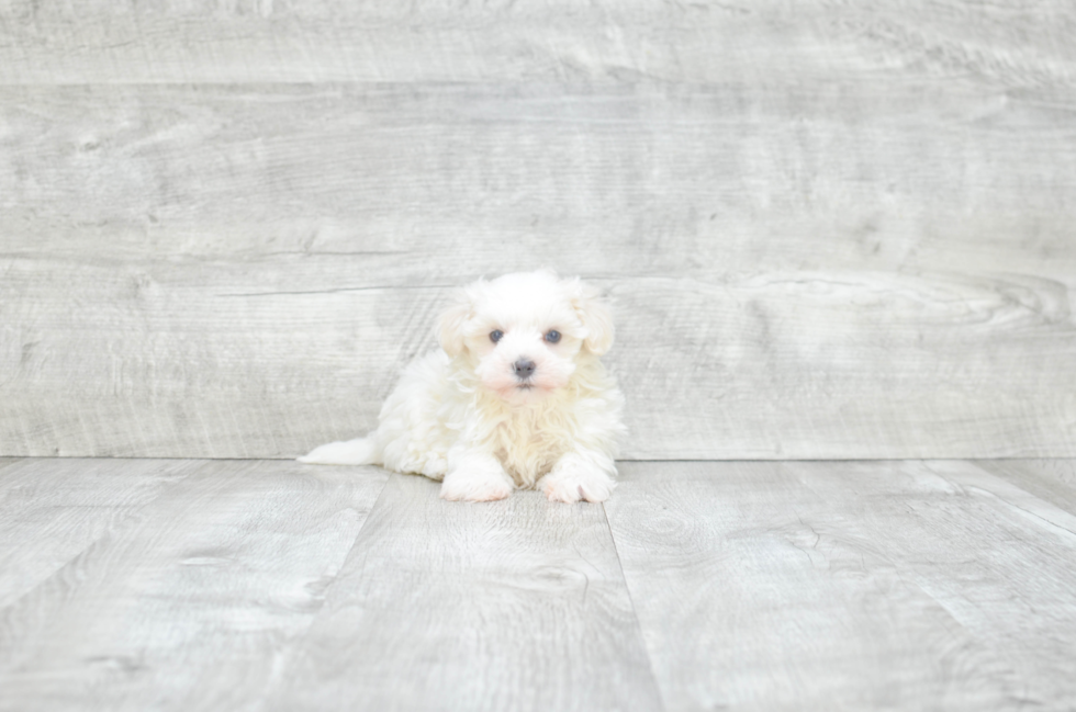 Playful Shi Chon Designer Puppy