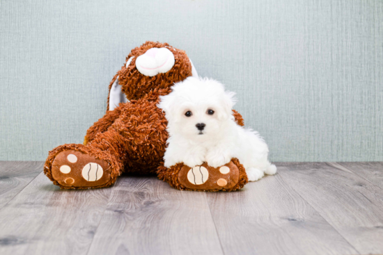 Maltese Puppy for Adoption