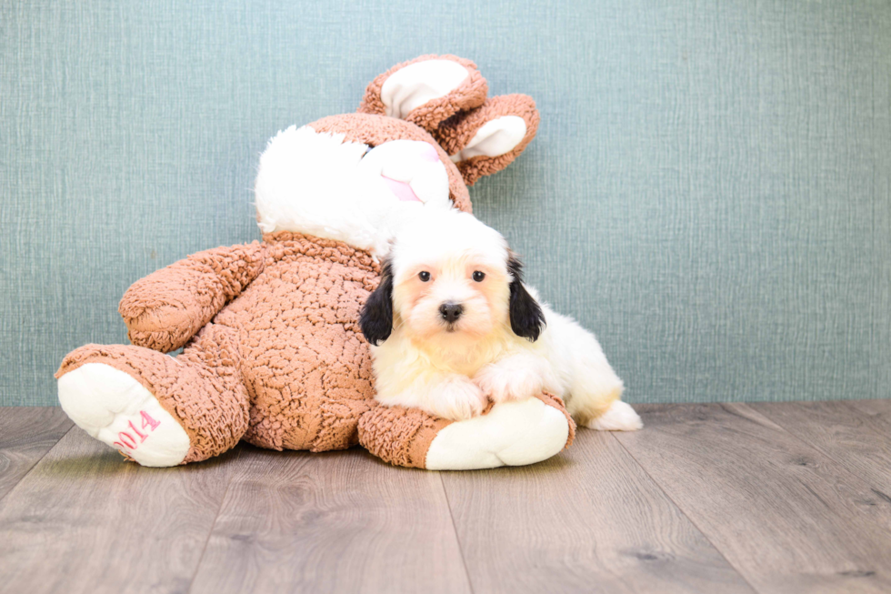 Best Havanese Baby