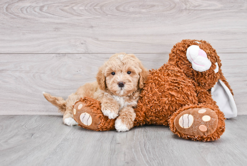 Best Mini Goldendoodle Baby