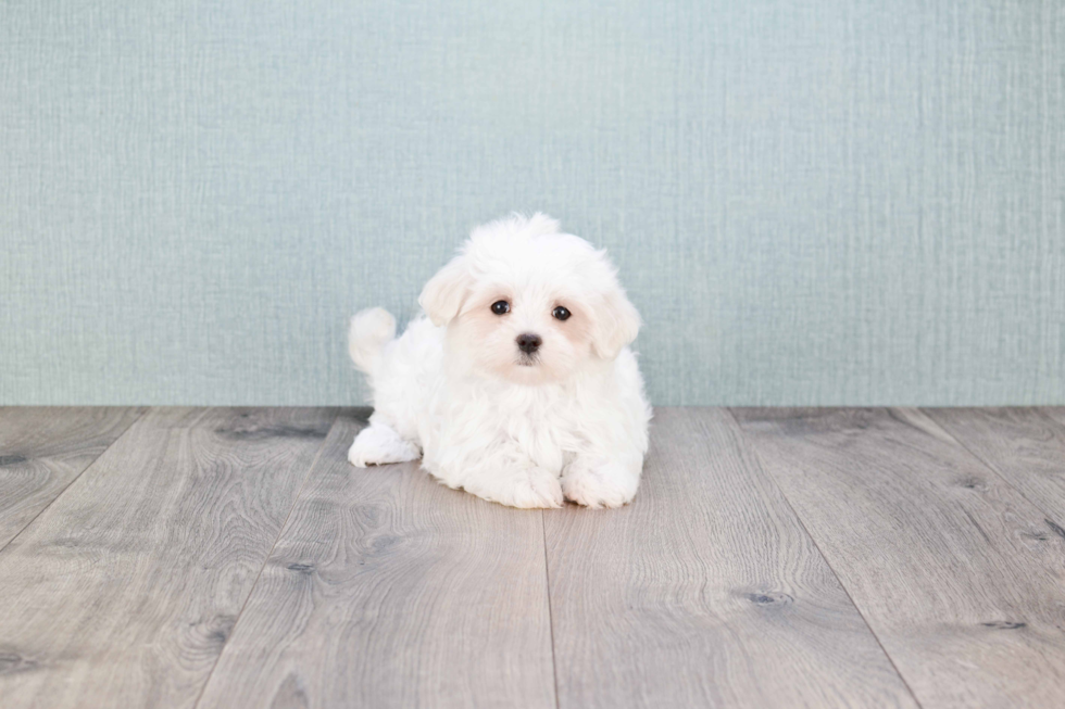 Maltese Pup Being Cute