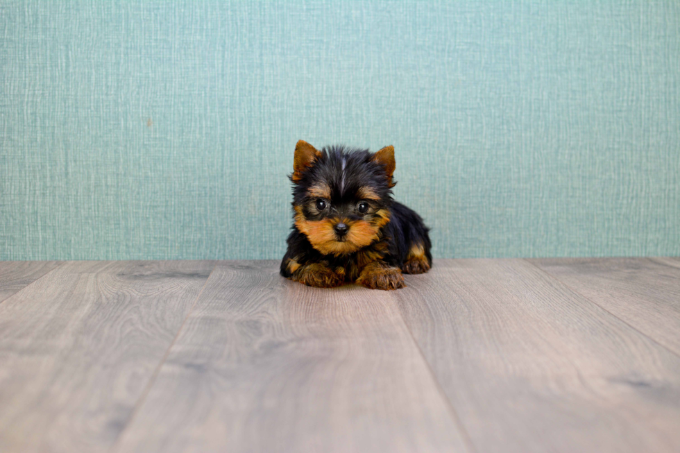 Meet Giselle - our Yorkshire Terrier Puppy Photo 