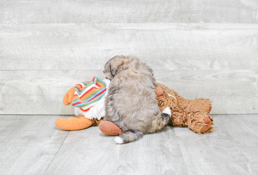 Fluffy Havanese Purebred Puppy