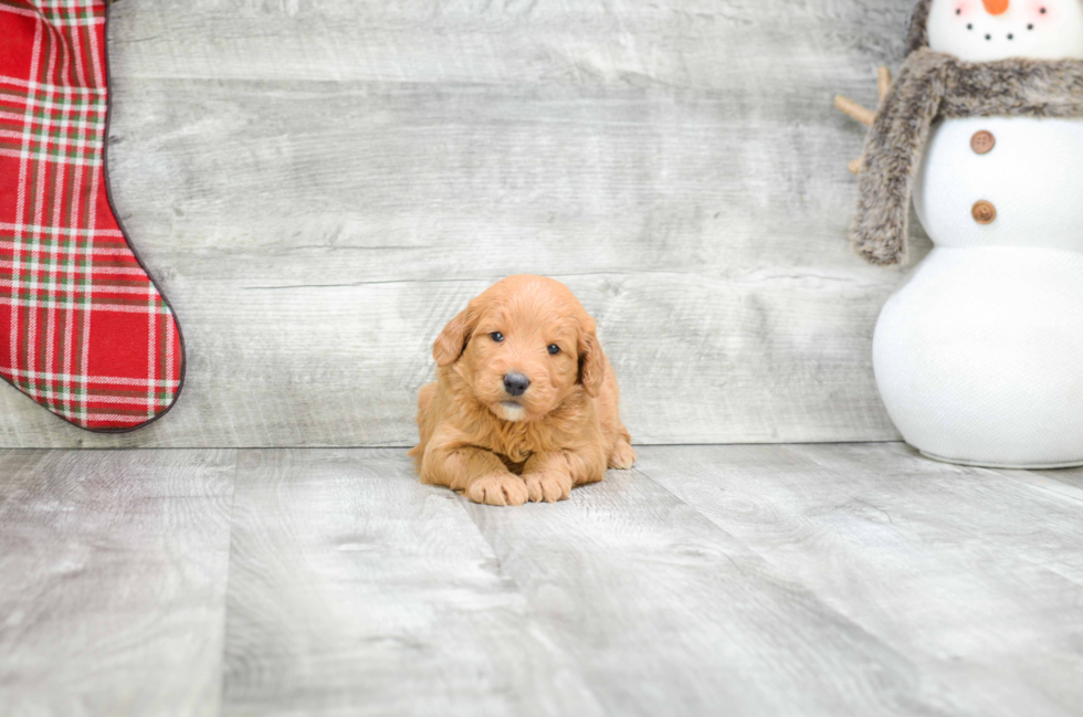 Energetic Golden Retriever Poodle Mix Puppy